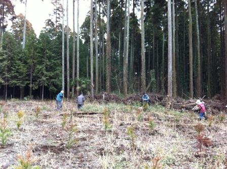 山武杉の植林活動１